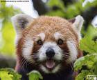 Kırmızı panda yüzü
